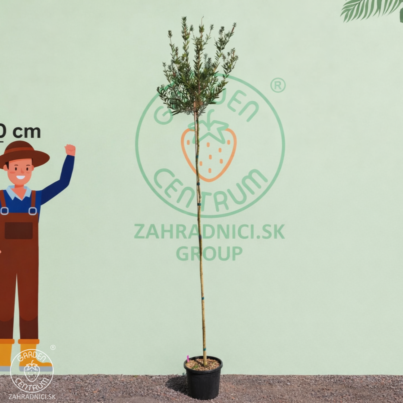 Obrázok Tyčinkovec (Callistemon citrinus) ´VIOLACEUS´ - výška 260-280 cm, kont. C15L - NA KMIENKU, ružový